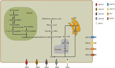 The regulatory role of abscisic acid on cadmium uptake, accumulation and translocation in plants